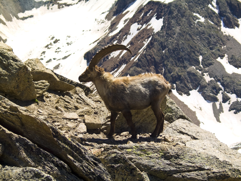 Ibex